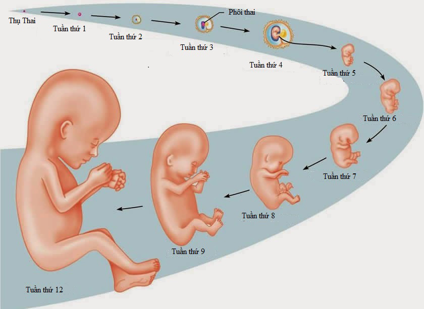 Kết quả hình ảnh cho Siêu âm nhiều có ảnh hưởng đến thai nhi không