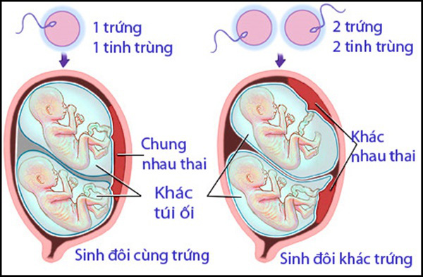 su-phat-trien-cua-song-thai